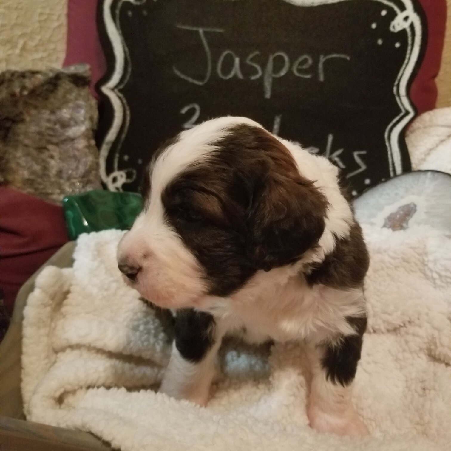 Image of a Bernedoodle Puppy